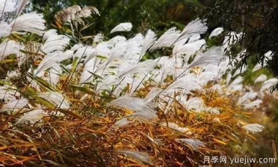 适宜北方种植的14种观赏草(图11)