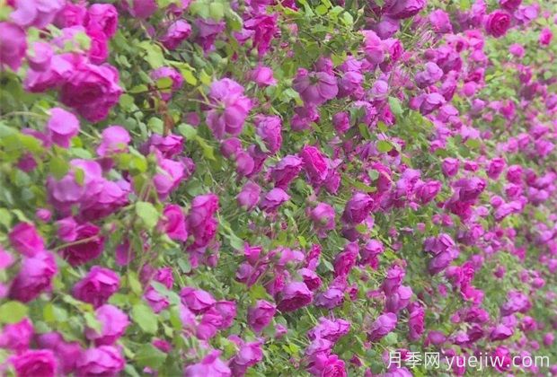 石家庄植物园20万株月季花开成海(图3)