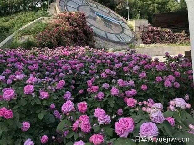 石家庄植物园20万株月季花开成海(图2)